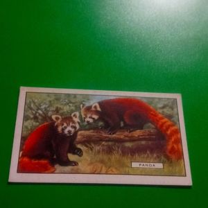 Gallaher Wild Animals #17 Panda 1937 Cigarette Card (